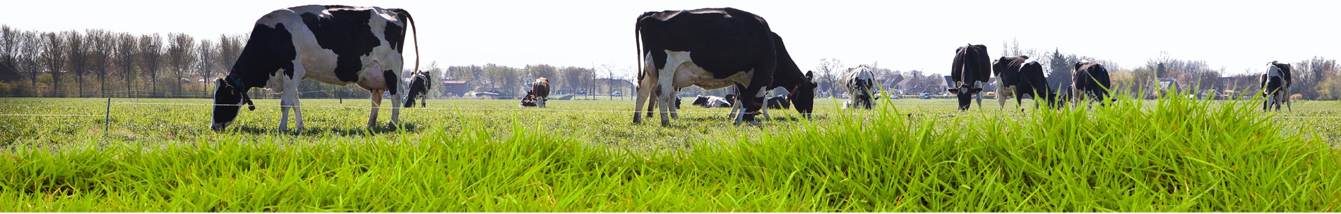 Image of cows